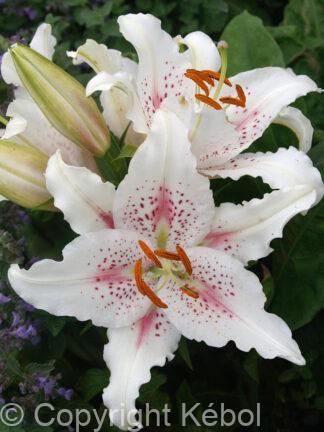 Lilium oriental Muscadet - case