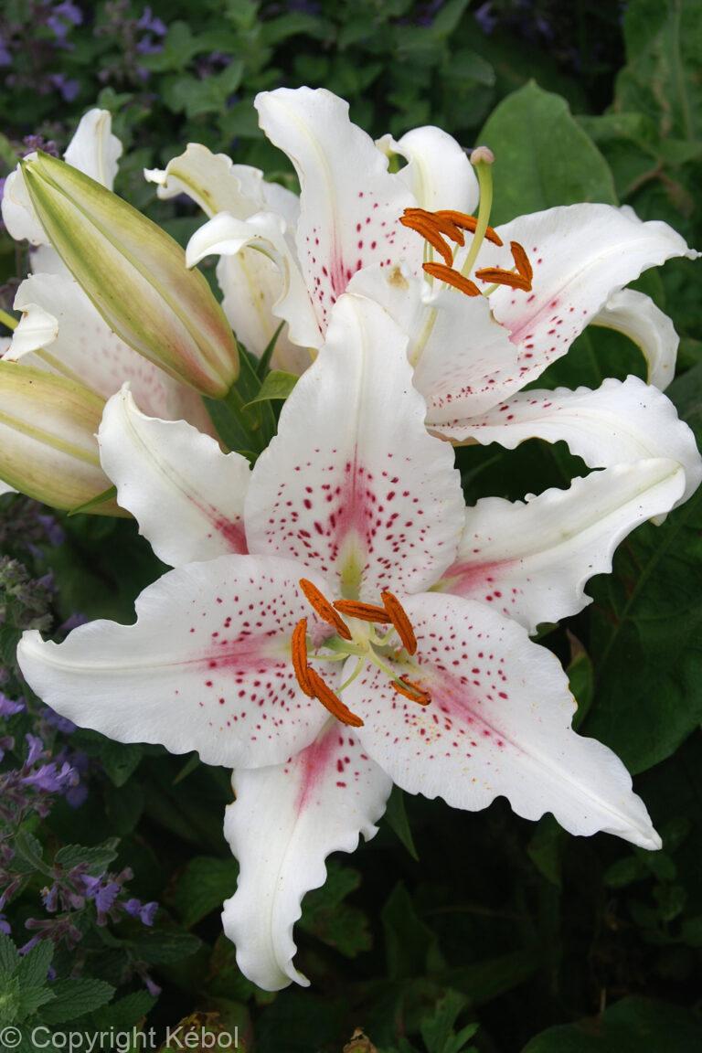 Lilium Muscadet