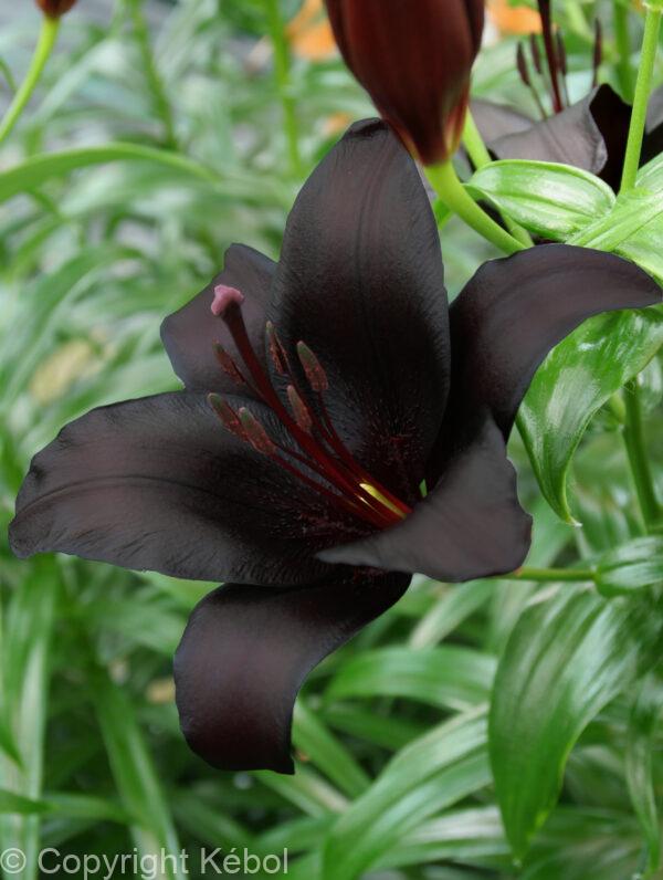 Lilium Nightrider