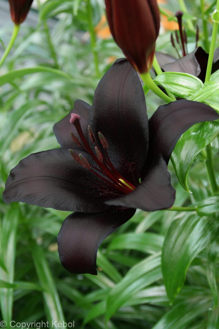 Lilium Nightrider