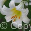 Lilium Regale