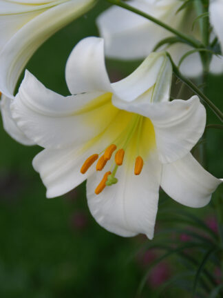 Lilium trumpet Regale - case