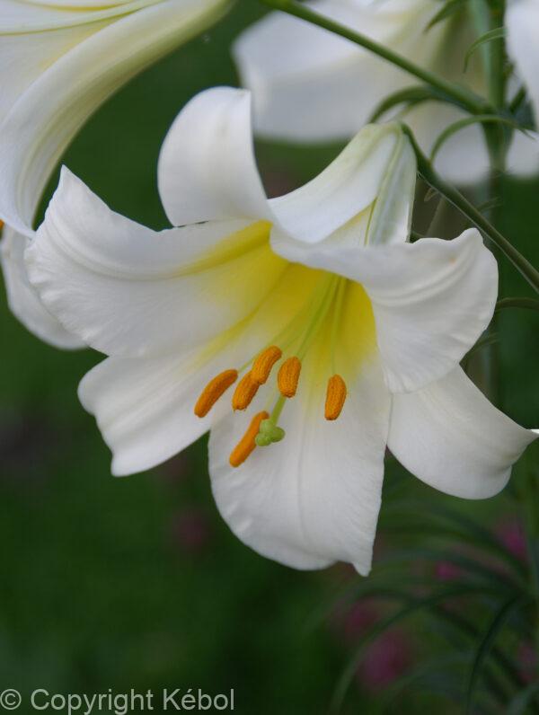 Lilium Regale
