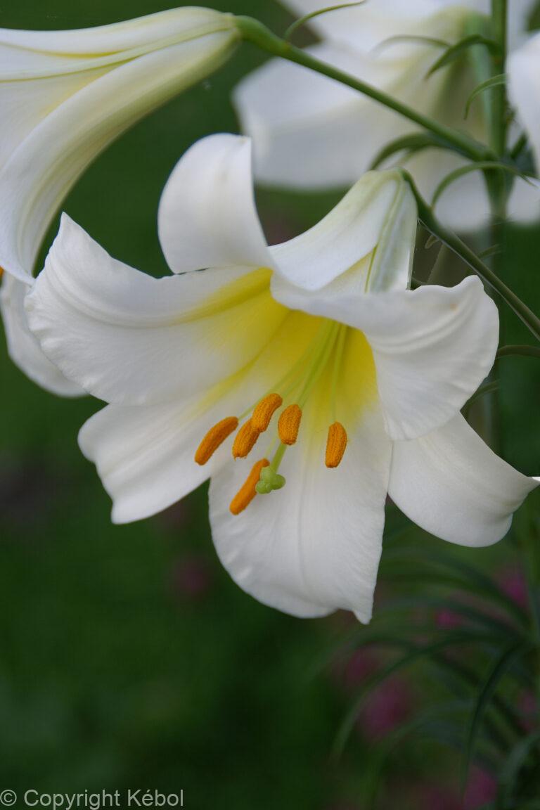 Lilium Regale