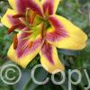 Lilium Robert Swanson