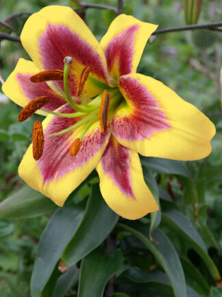 Lilium oriental Robert Swanson - bag