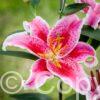 Lilium Star Gazer