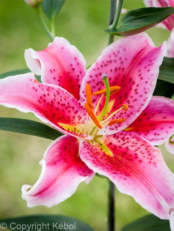 Lilium Star Gazer