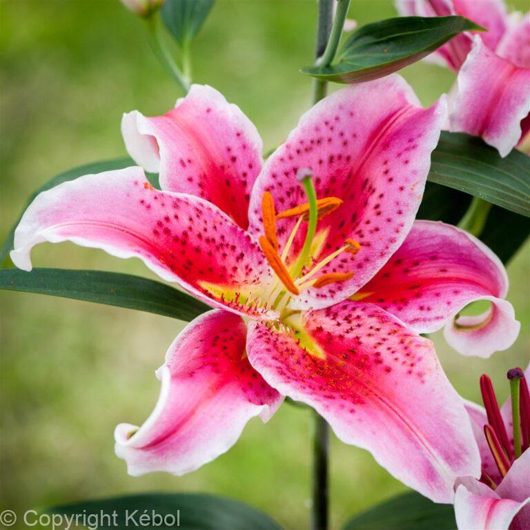 Lilium Star Gazer