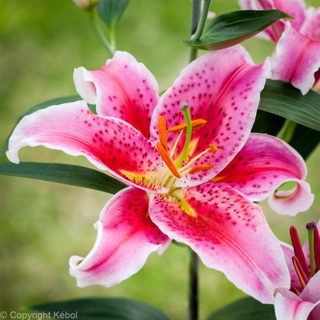 Lilium Star Gazer