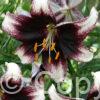 Lilium Stracciatella Event