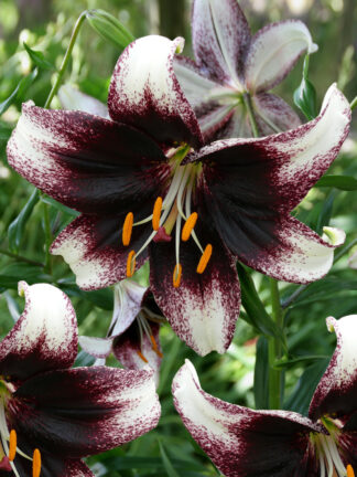 Lilium tigrinum Stracciatella Event - case