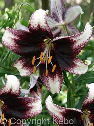 Lilium tigrinum Stracciatella Event - case