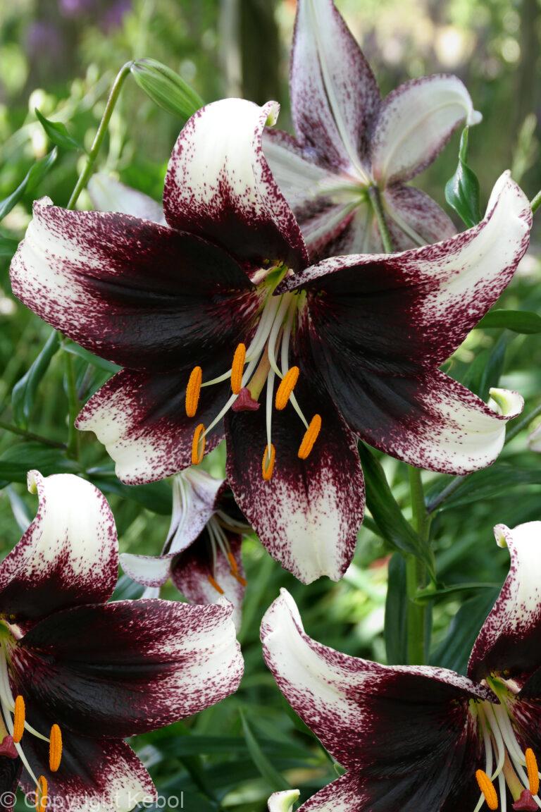 Lilium Stracciatella Event