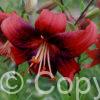 Lilium Strawberry Event