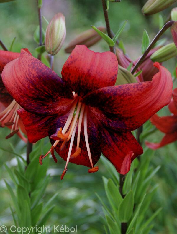 Lilium Strawberry Event