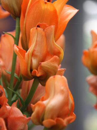 Lilium asiatic Tintoretto - bag