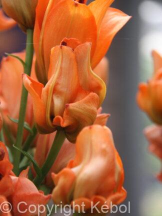 Lilium asiatic Tintoretto  - bag