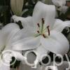 Lilium White Romance