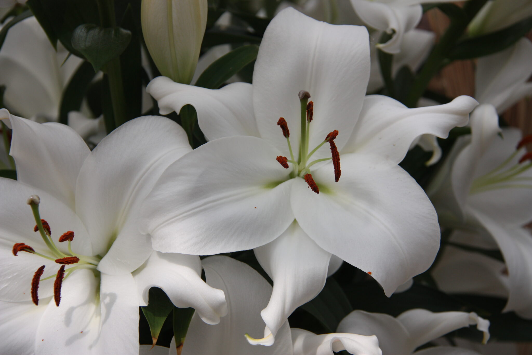Lilium White Romance