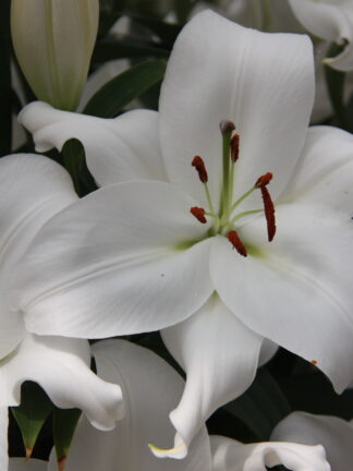 Lilium oriental White Romance - bag