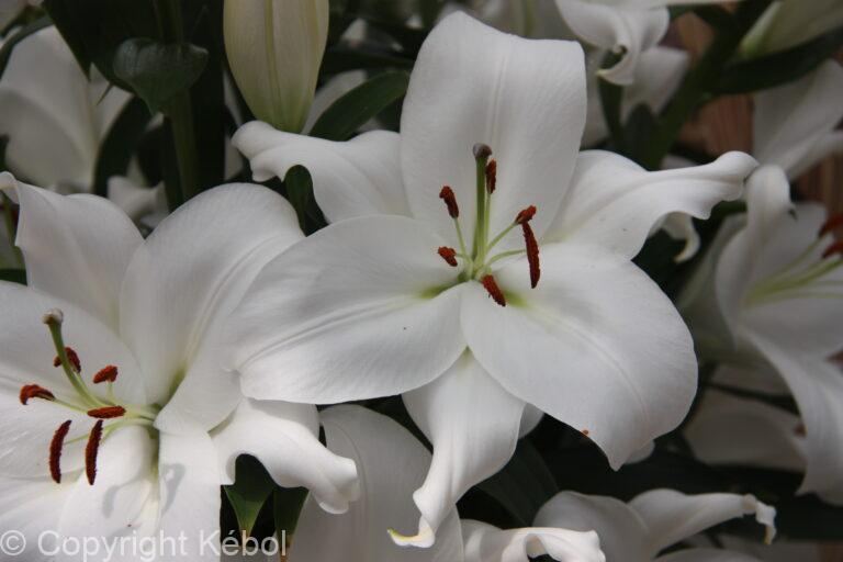 Lilium White Romance