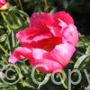 Paeonia lactiflora (D) Paula Fay - Bag