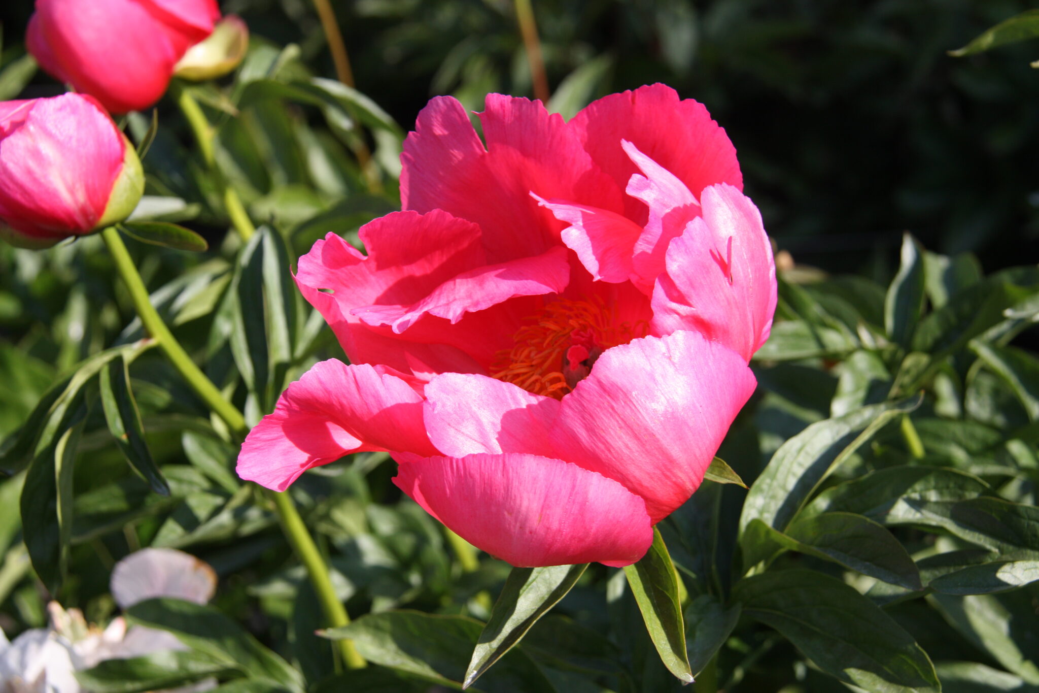 Paeonia lactiflora (D) Paula Fay - Bag