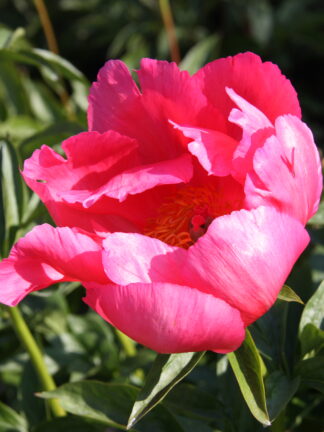 Paeonia Paula Fay - bag- case