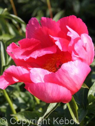 Paeonia lactiflora (D) Paula Fay - Bag