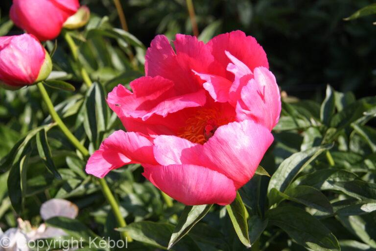 Paeonia lactiflora (D) Paula Fay - Bag