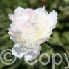 Paeonia lactiflora (D) Mister Ed - Bag