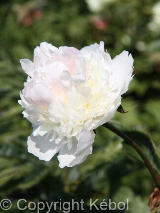 Paeonia lactiflora (D) Mister Ed - Bag