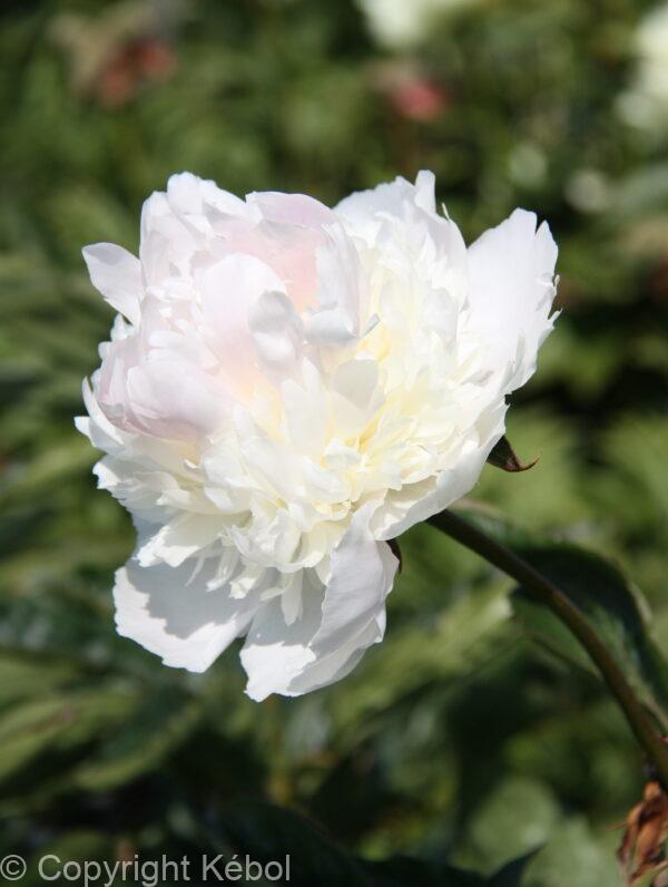 Paeonia Mister Ed