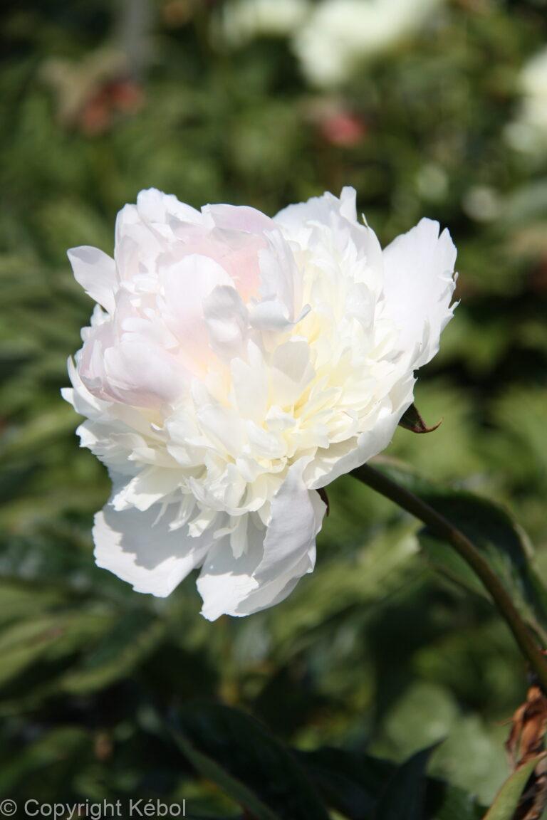 Paeonia lactiflora (D) Mister Ed - Bag