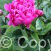 Paeonia Best Man