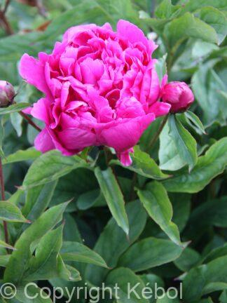 Paeonia lactiflora (D) Best Man - Bag