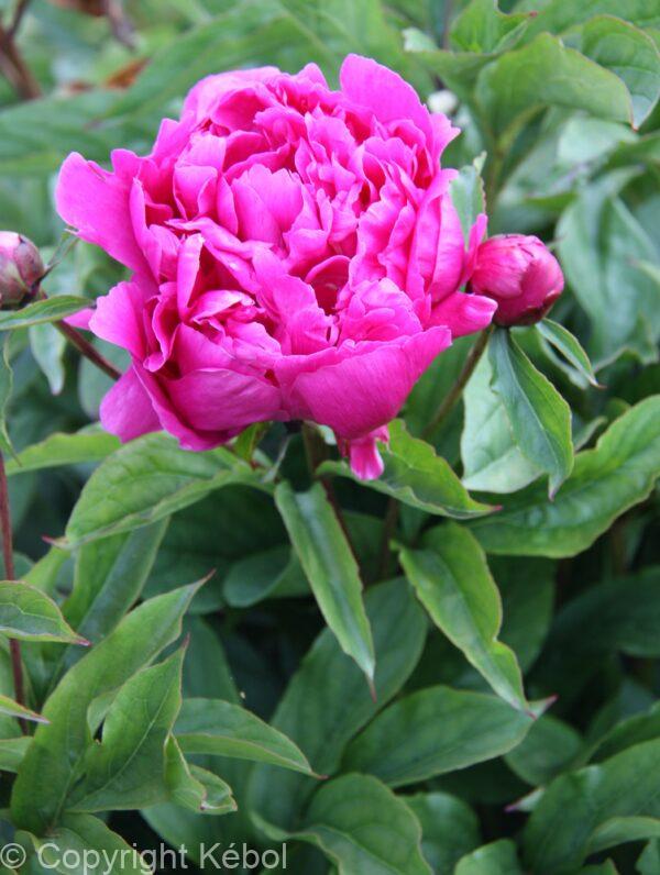 Paeonia Best Man