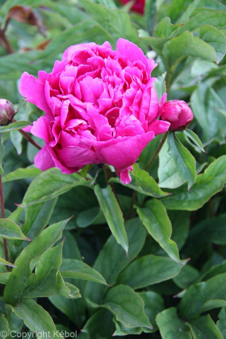 Paeonia Best Man