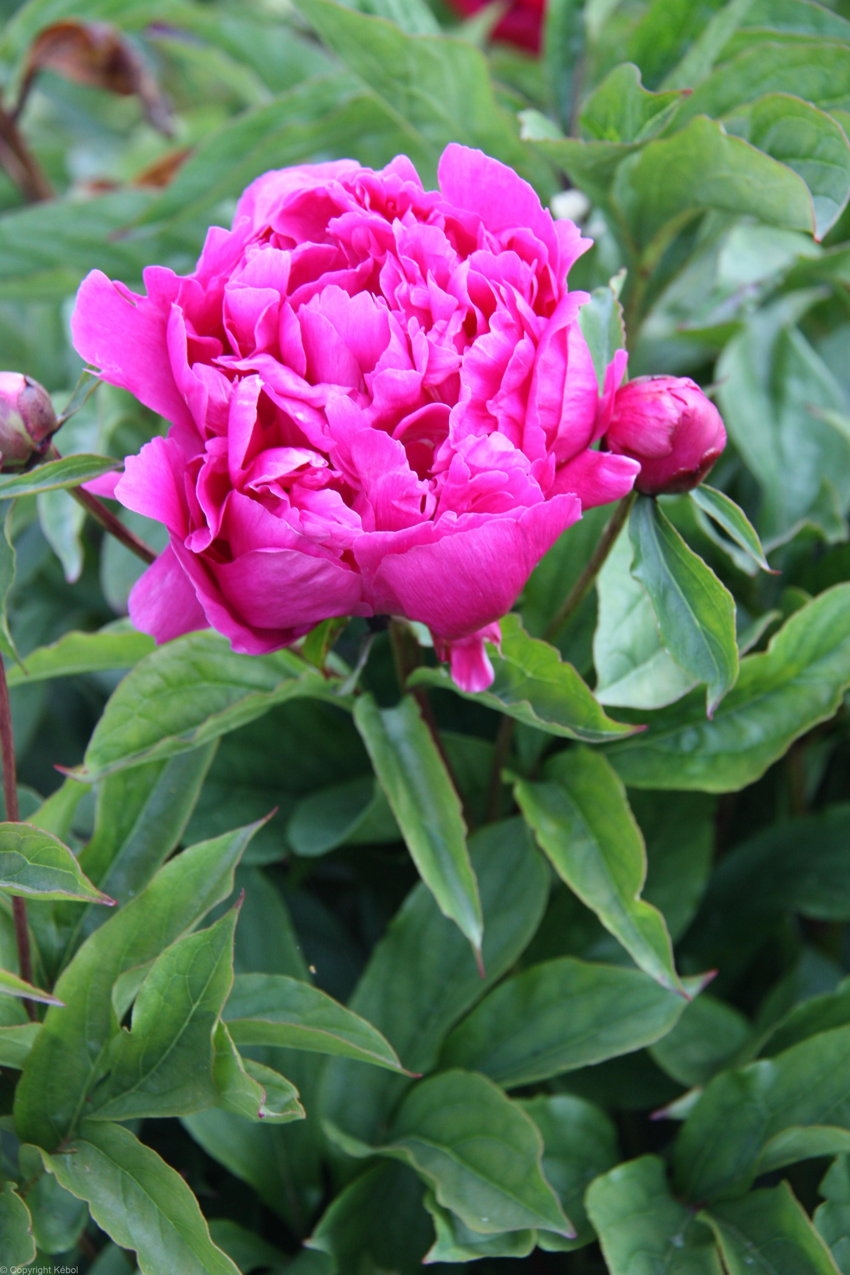 Paeonia lactiflora (D) Best Man - Case