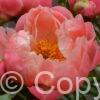 Paeonia lactiflora (D) Coral Charm - Bag