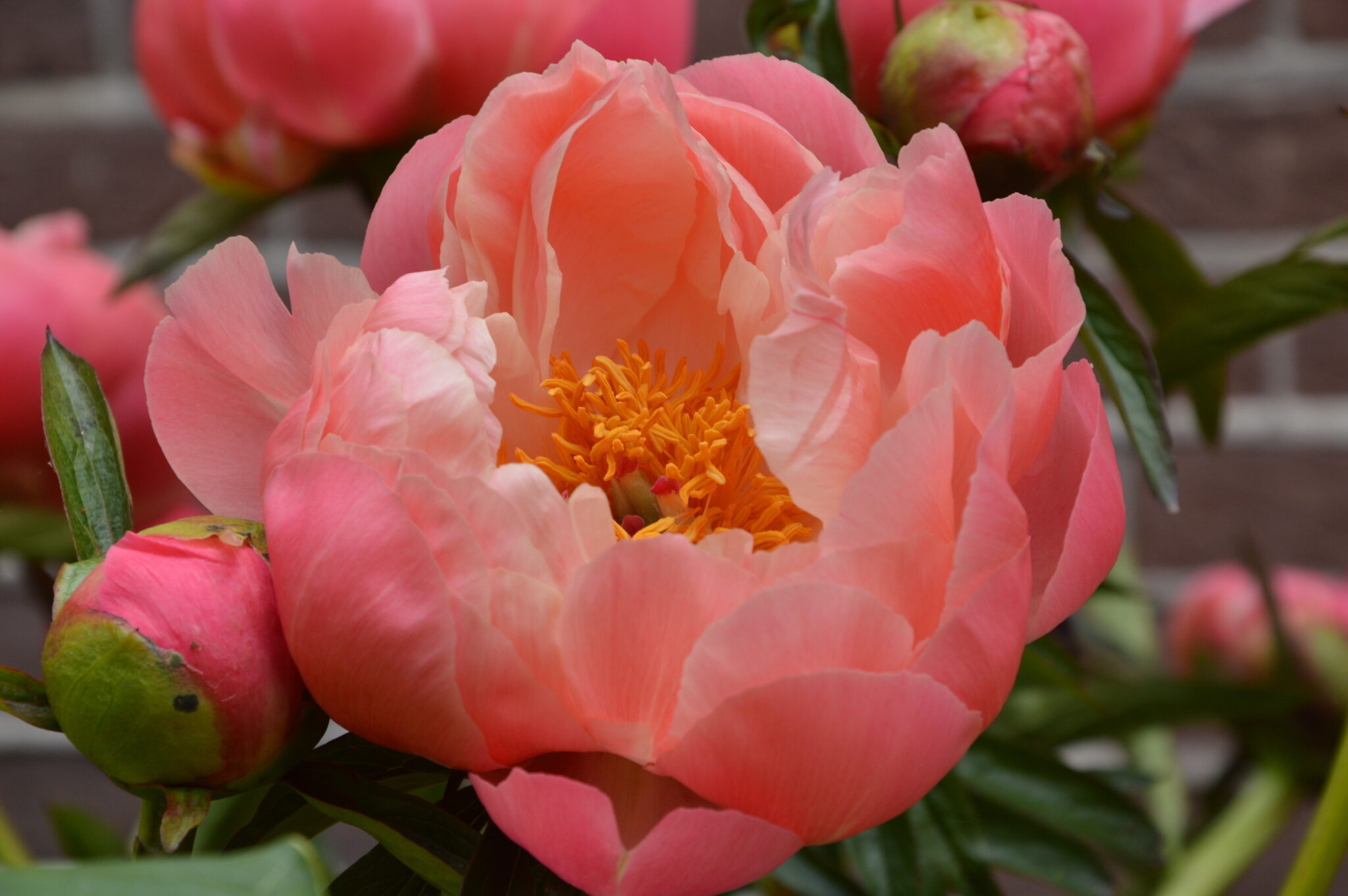 Paeonia lactiflora (D) Coral Charm - Bag