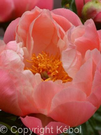Paeonia lactiflora (D) Coral Charm - Bag