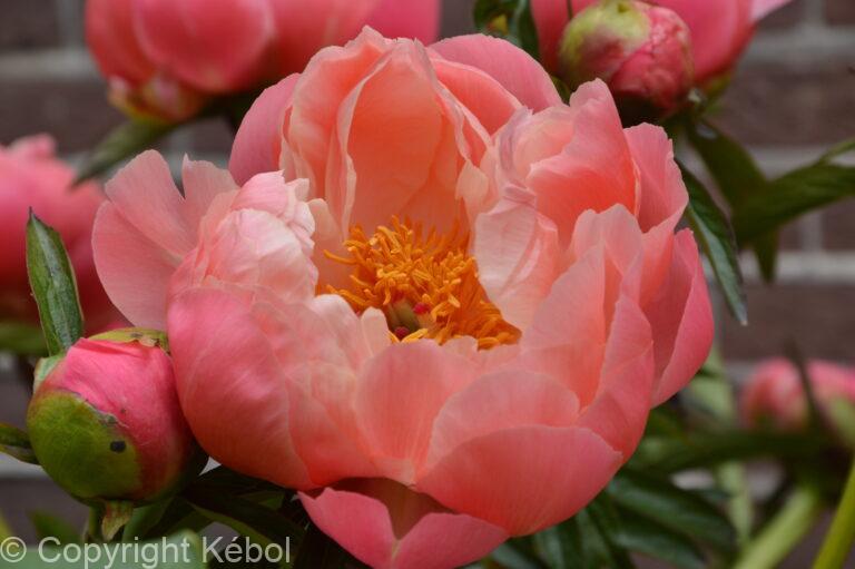 Paeonia lactiflora (D) Coral Charm - Bag