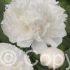 Paeonia Dr. F.G. Brethour