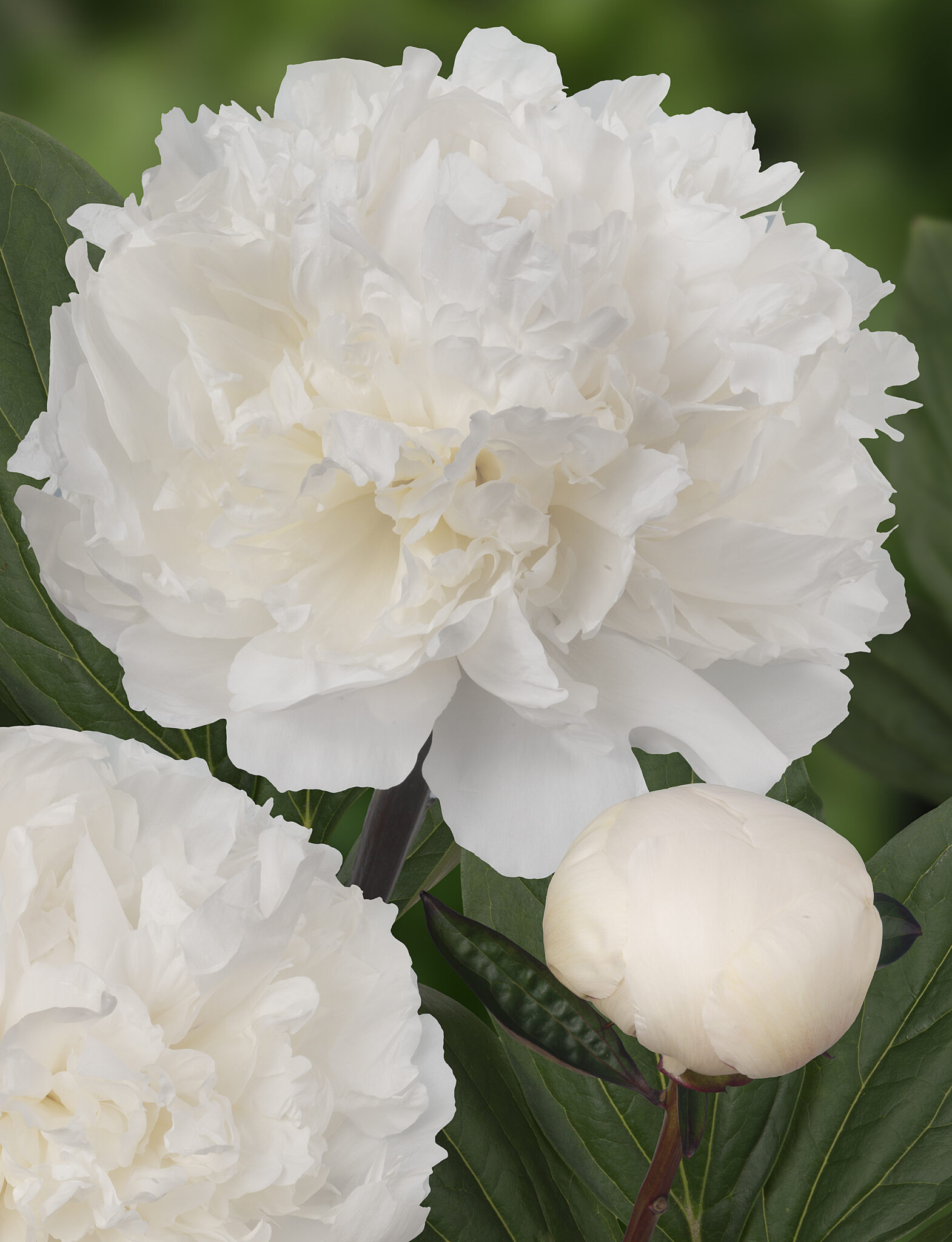Paeonia Dr. F.G. Brethour