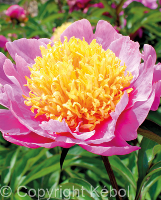 Iris germanica White Knight - Bag