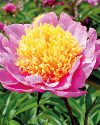 Iris germanica White Knight - Bag