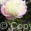 Paeonia Touch of Class