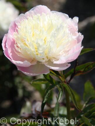 Paeonia lactiflora (S) Touch of Class - Bag